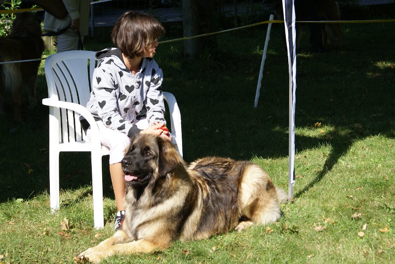 Nachzuchttreffen 08_08 047.jpg - Vivien wartet mit Arwen auf ihren Einsatz